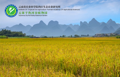 云南农科院热区所