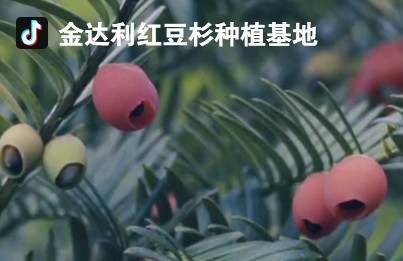 文山金达利抖音运营全攻略